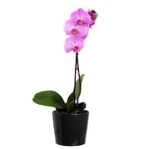 ORCHID PLANT