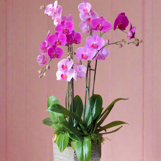 Elegant purple orchid arrangement in a decorative base – Send love with Medellín flower delivery